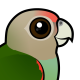 Cape Parrot