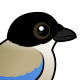 Iberian Magpie
