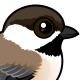 Gray-headed Chickadee