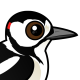 Great Spotted Woodpecker