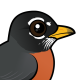 American Robin