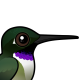 Black-chinned Hummingbird