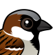 House Sparrow