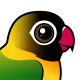 Yellow-collared Lovebird
