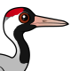 Common Crane