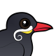 Inca Tern