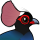 Crested Partridge
