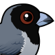 Black-faced Tanager