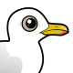 Iceland Gull
