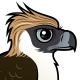 Philippine Eagle