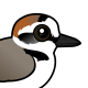 Kentish Plover