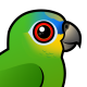 Orange-winged Parrot