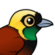 Greater Bird-of-paradise