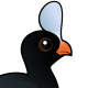 Helmeted Curassow