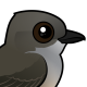 Say's Phoebe