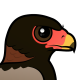 Bateleur