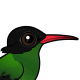 Red-billed Streamertail