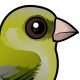 European Greenfinch