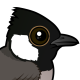 White-eared Bulbul