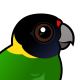 Australian Ringneck