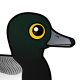 Greater Scaup