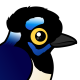 Plush-crested Jay