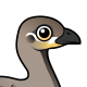 Malleefowl