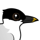 Sandwich Tern