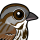 Song Sparrow