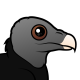 American Black Vulture