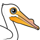 American White Pelican