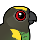 Meyer's Parrot