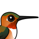 Rufous Hummingbird