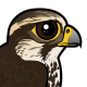 Saker Falcon