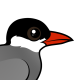 Whiskered Tern