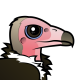 Hooded Vulture