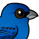 Indigo Bunting