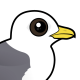 Red-legged Kittiwake