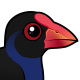 Australasian Swamphen