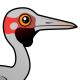 Brolga