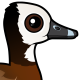 White-faced Whistling-Duck