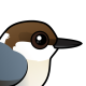 Brown-headed Nuthatch