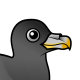 Northern Fulmar