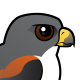White-tailed Hawk