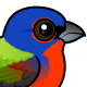 Painted Bunting