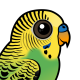 Budgerigar