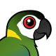 Golden-collared Macaw