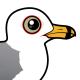 Ring-billed Gull