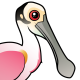Roseate Spoonbill