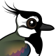 Northern Lapwing